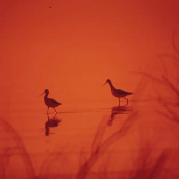 湖上的鳥。